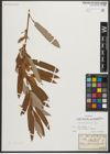 Foto von Salix triandra subsp. amygdalina (L.) Schübl. & G. Martens